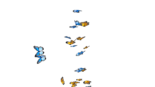 Butterflies